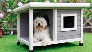Casa para perros